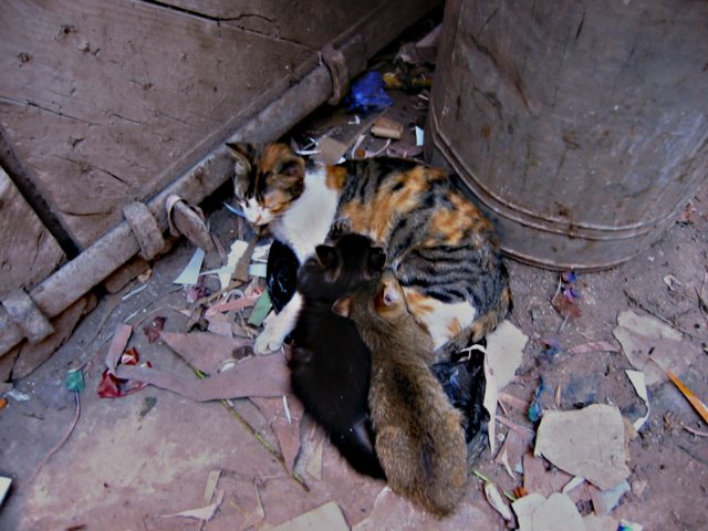 [Bild: Katzen-Marokko.JPG]