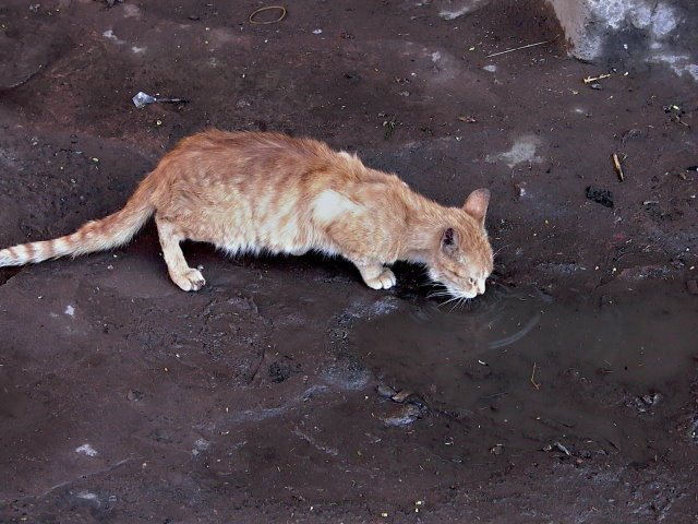 [Bild: Katzen-Marokko1.JPG]